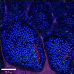 המעי הדק של עכבר חי תחת מיקרוסקופ דו-פוטוני